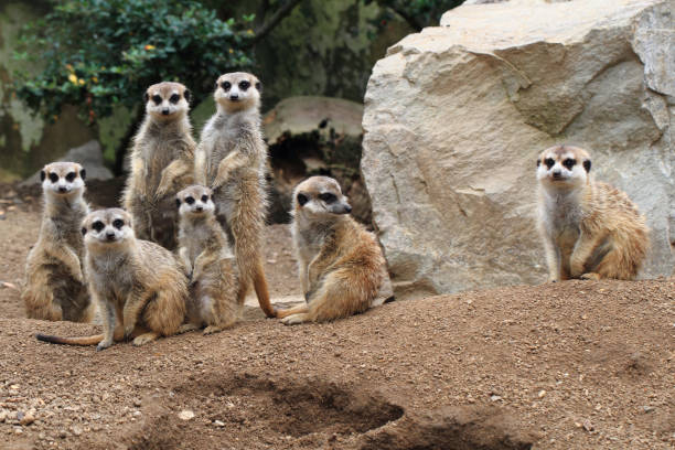 istock group of suricata animals 1077168098