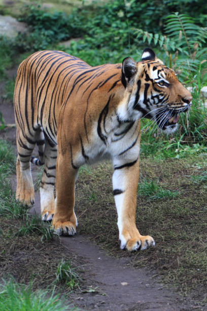 istock orange tiger in the green grass 1077168124
