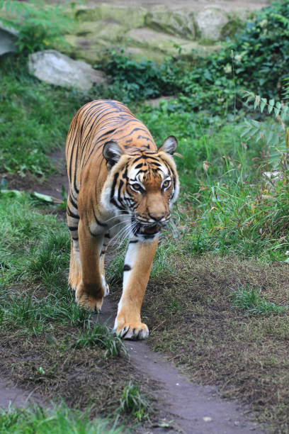 istock orange tiger in the green grass 1077168128