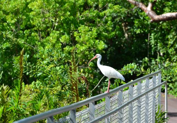 istock American white Ibis in a park at the Florida Keys 1077168364