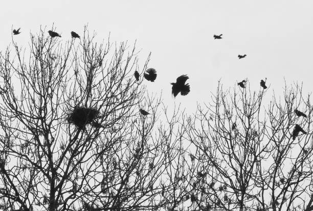 istock rooks flying near a tree and nesting in silhouette in late winter 1077168524