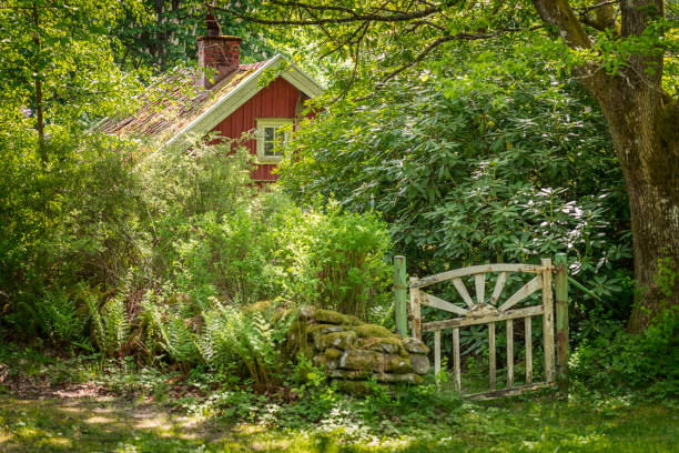 istock Overgrown red cottage in the woods 1077168778