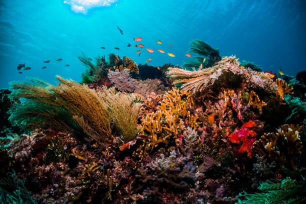 istock Beautiful coral and fish underwater 1077169388