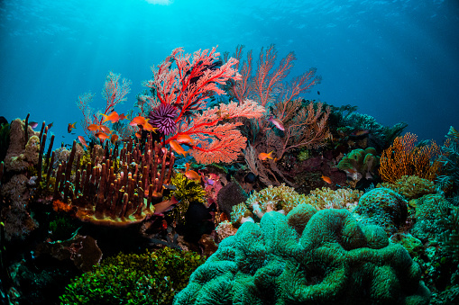 Colorida escena coral bajo el agua con peces y buzos photo