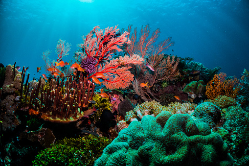 A 50/50 above and under water view of a beautiful tropical reef on the outer islands of Okinawa with schools of tropical fish swimming.