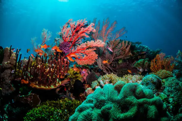 Photo of Colourful coral scene underwater with fish and divers