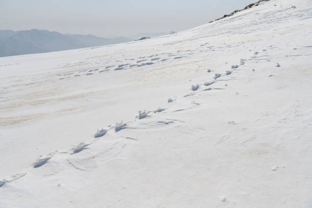 Footprints of the mountaineer