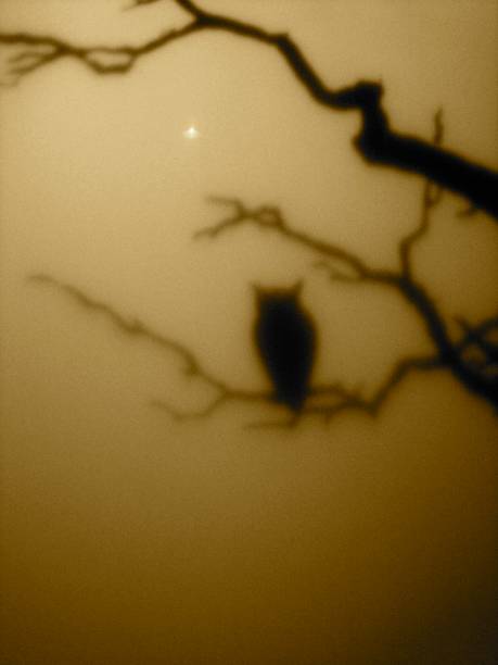 istock silhouette of an owl at night on a branch 1077171820