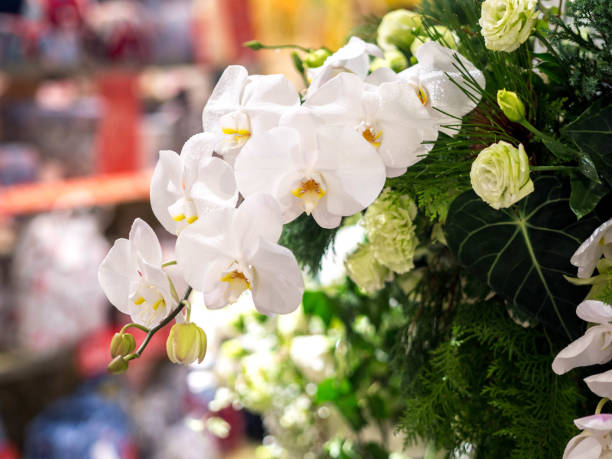 istock flower decoration indoor garden 1077175412