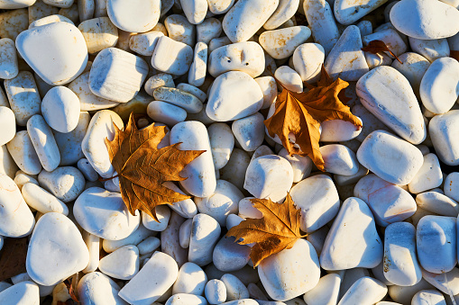 Pebble Stone and Leaf Background