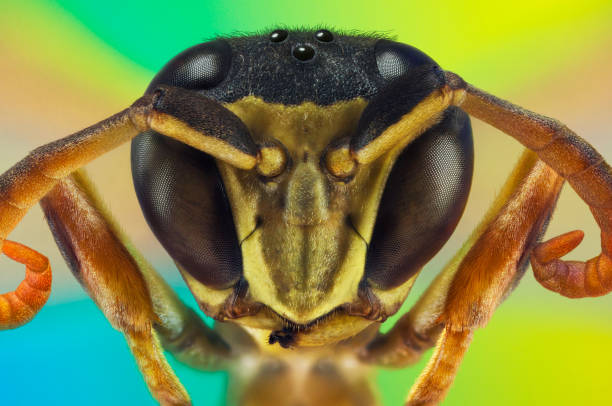 istock Extreme macro portrait of a wasp 1077176096
