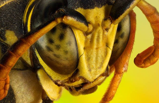 istock Extreme macro portrait of a wasp 1077176114