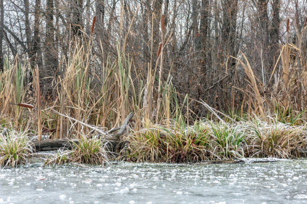 istock Grass on the river Bank in winter. 1077182674