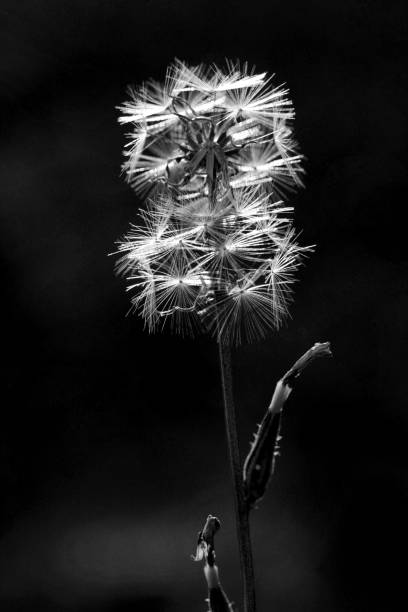 istock dandelion seeds in the garden 1077182934