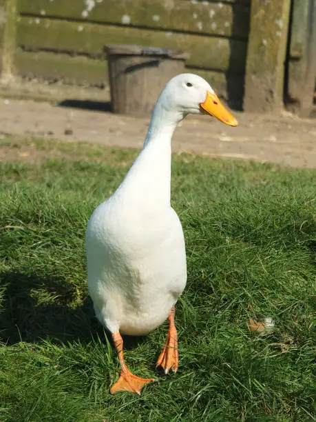 White Indian runner duck in a farmyard