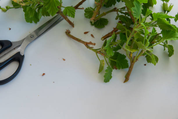 istock Rooting cuttings from Geranium plants, white background and space for text, gardening, agricultural concept, DIY 1077189378