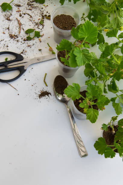 istock Rooting cuttings from Geranium plants in the plastic cups. DIY gardening, crafts ideas 1077189416