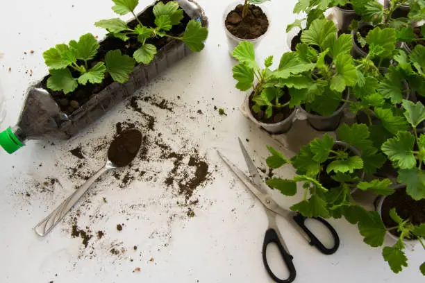Rooting cuttings from Geranium plants in the plastic cups/bottle.  DIY gardening, crafts ideas