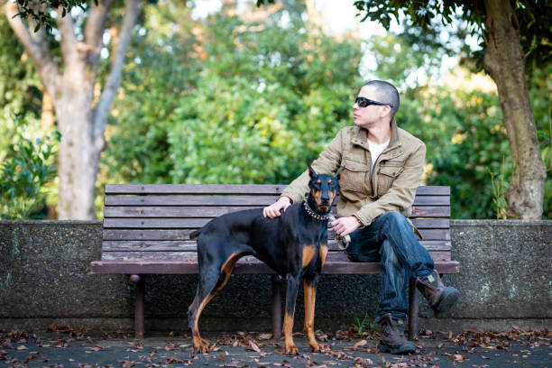 Doberman Pinscher