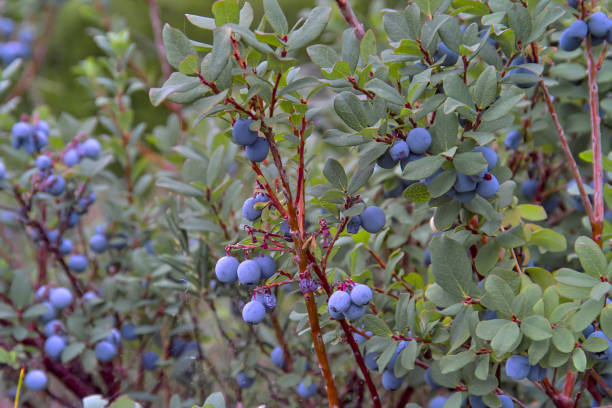 boldo, boldo norte, vaccinium uliginosum frutos do pântano no verão - quercetin - fotografias e filmes do acervo