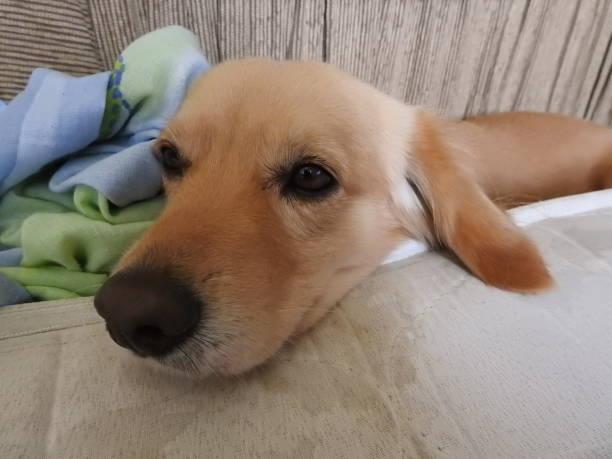 istock beautiful blond dog indoors eyes 1077191028