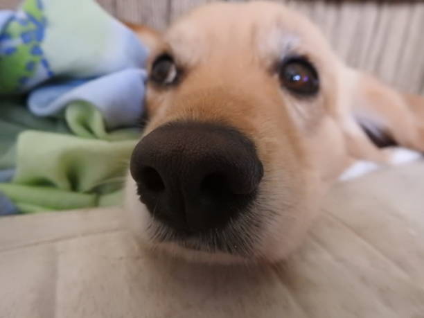 istock beautiful blond dog indoors eyes 1077191054