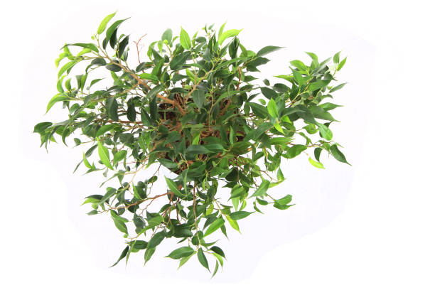 istock benjamina ficus plant isolated 1077191298