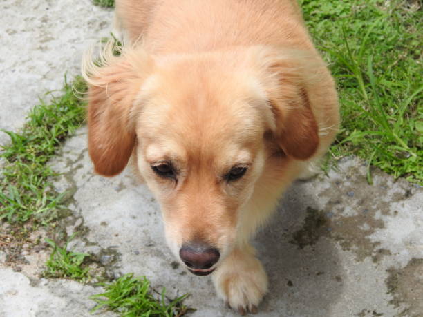 istock beautiful blonde dog plants garden 1077194956