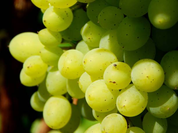 istock Ripe grapes on the branch tasty 1077195236