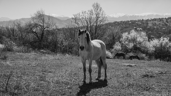 A white horse on a farm
