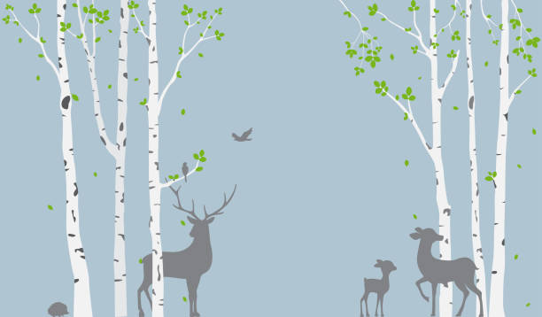 Birch Tree with deer and birds Silhouette Background for wallpaper sticker Vector Illustration of Birch Tree with deer and birds Silhouette Background for wallpaper sticker

eps10 birch bark background stock illustrations