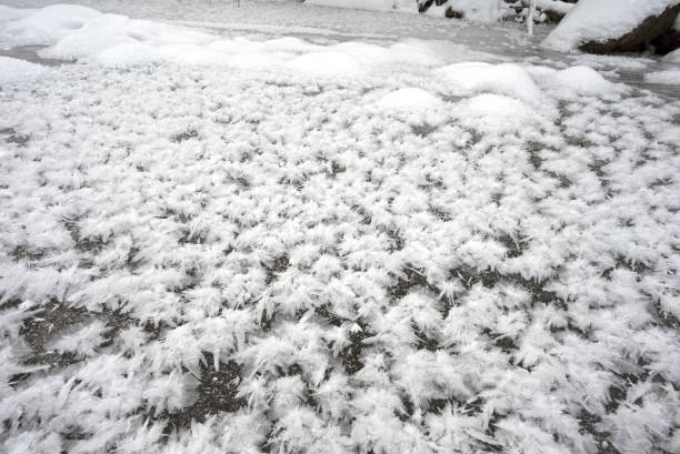 istock snow roses in the cold 1077199854