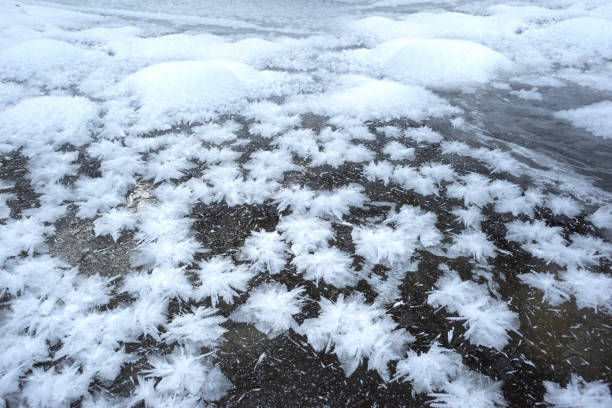 istock snow roses in the cold 1077199988