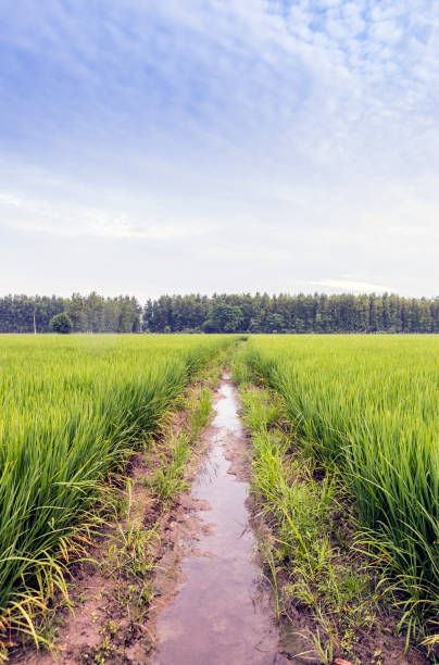 Paddy Fields In Rural India Stock Photo - Download Image Now - Village,  Punjab - India, Rice Paddy - iStock