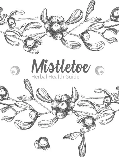 Vector illustration of Set of hand drawn botanical sketch mistletoe branches. Vintage style. Traditional christmas decoration. For design holiday card, invitation, poster, banner