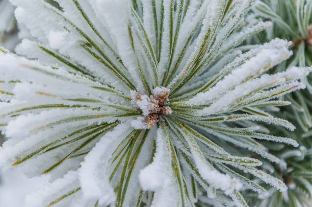 istock Charming green branches of a Christmas tree in the snow. 1077201204