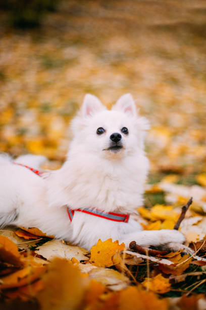 istock Pomeranian Puppy at Park 1077201374