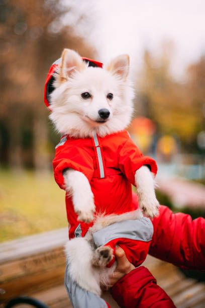 istock Pomeranian Puppy at Park 1077201410