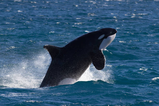 istock Male Orca or Killer Whale breaching powerfully while on the hunt 1077203384