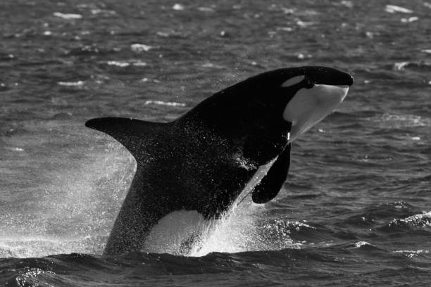 istock Male Orca or Killer Whale breaching powerfully while on the hunt in black and white 1077203470