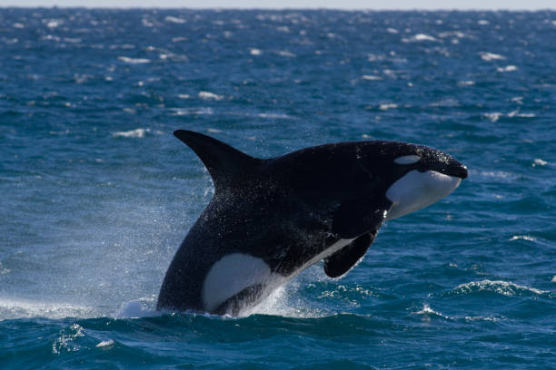 Male Orca or Killer Whale breaching just for fun Picture taken at Ningaloo World Heritage site. Orca know as Augie exmouth western australia photos stock pictures, royalty-free photos & images