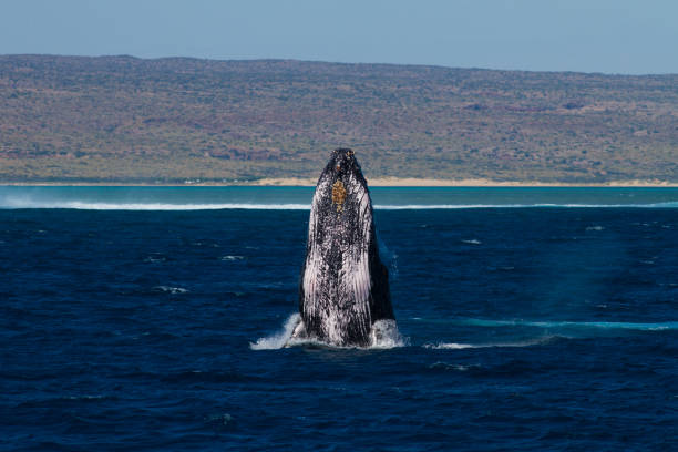 Humpback Whale breaching head lunge with West Australian coastline in the background Picture taken at Ningaloo World Heritage site exmouth western australia stock pictures, royalty-free photos & images