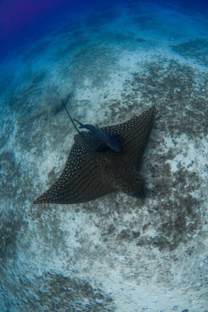 el rayo de águila adornado muy raro con escolta de peces cobia sobre fondo de arena en aguas cristalinas - filter feeder fotografías e imágenes de stock