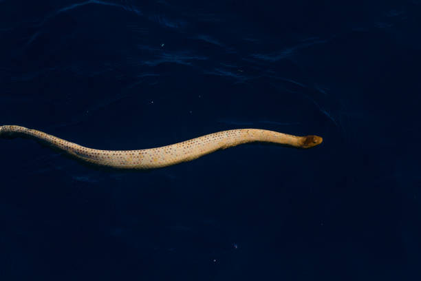 istock Olive Sea Snake on blue ocean sea surface 1077204560