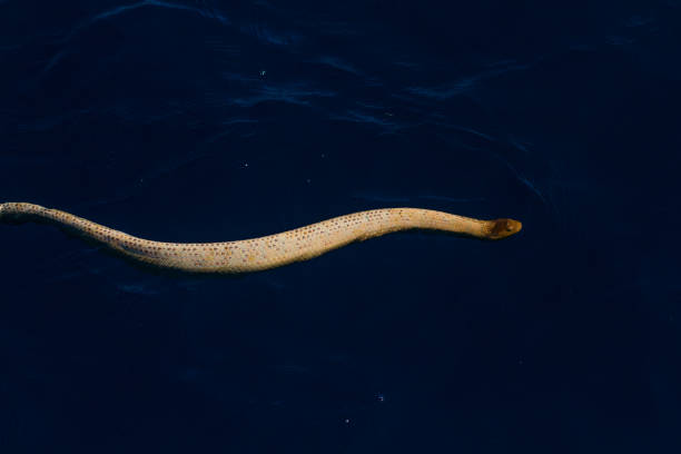 Olive Sea Snake on blue ocean sea surface Photo taken at Ningaloo ningaloo reef photos stock pictures, royalty-free photos & images
