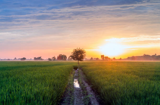 Tree In Paddy Fields In Rural India Stock Photo - Download Image Now -  Punjab - India, Village, Agricultural Field - iStock