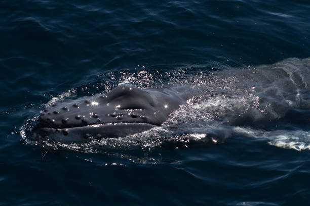 istock Humpback Whale calf in close up surfacing for a breath 1077205760