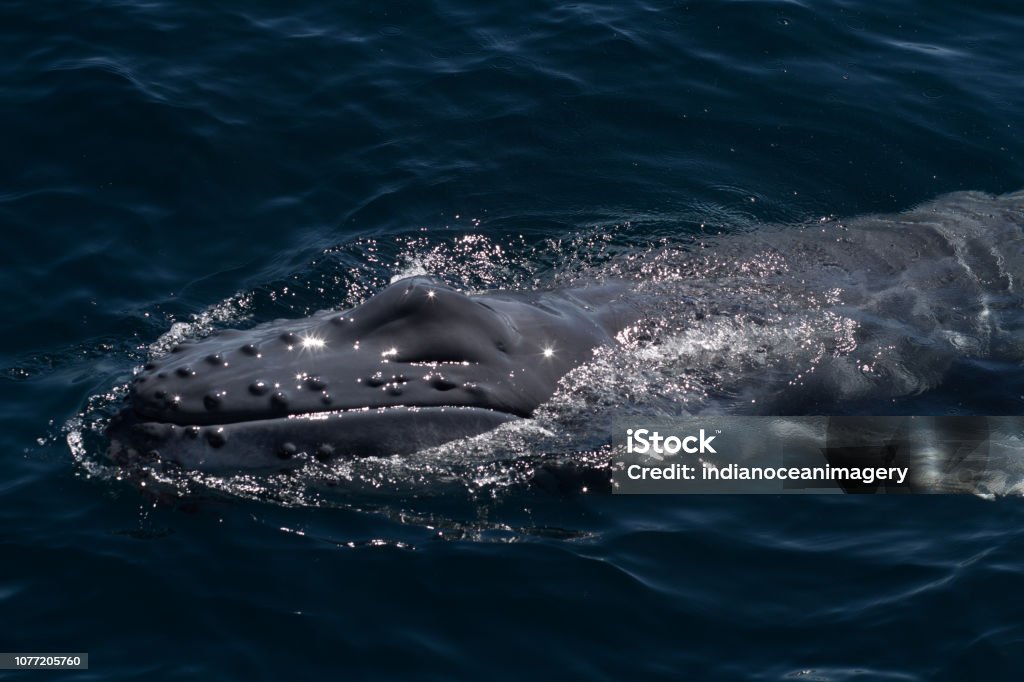 Humpback Whale calf in close up surfacing for a breath Picture taken at Ningaloo World Heritage site Adventure Stock Photo