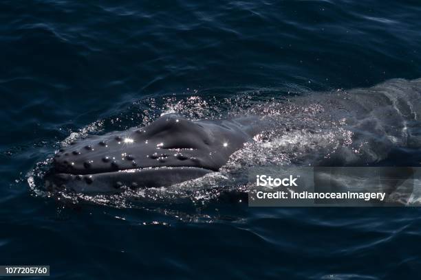 Humpback Whale Calf In Close Up Surfacing For A Breath Stock Photo - Download Image Now