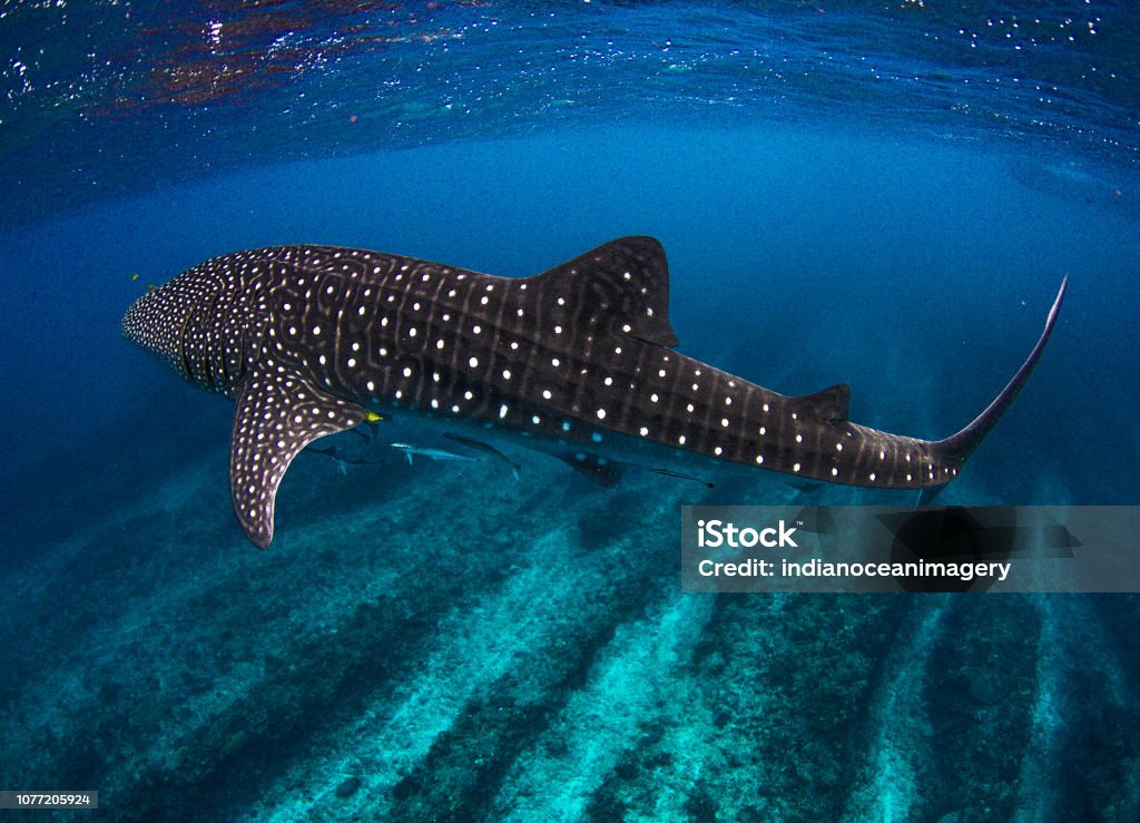 Incredible photo of a Whale Shark in the clearest water imaginable over coral reef at Ningaloo Showing off the whale sharks amazing spot patterns this is a truly beautiful photo taken in crystal blue water Whale Shark Stock Photo